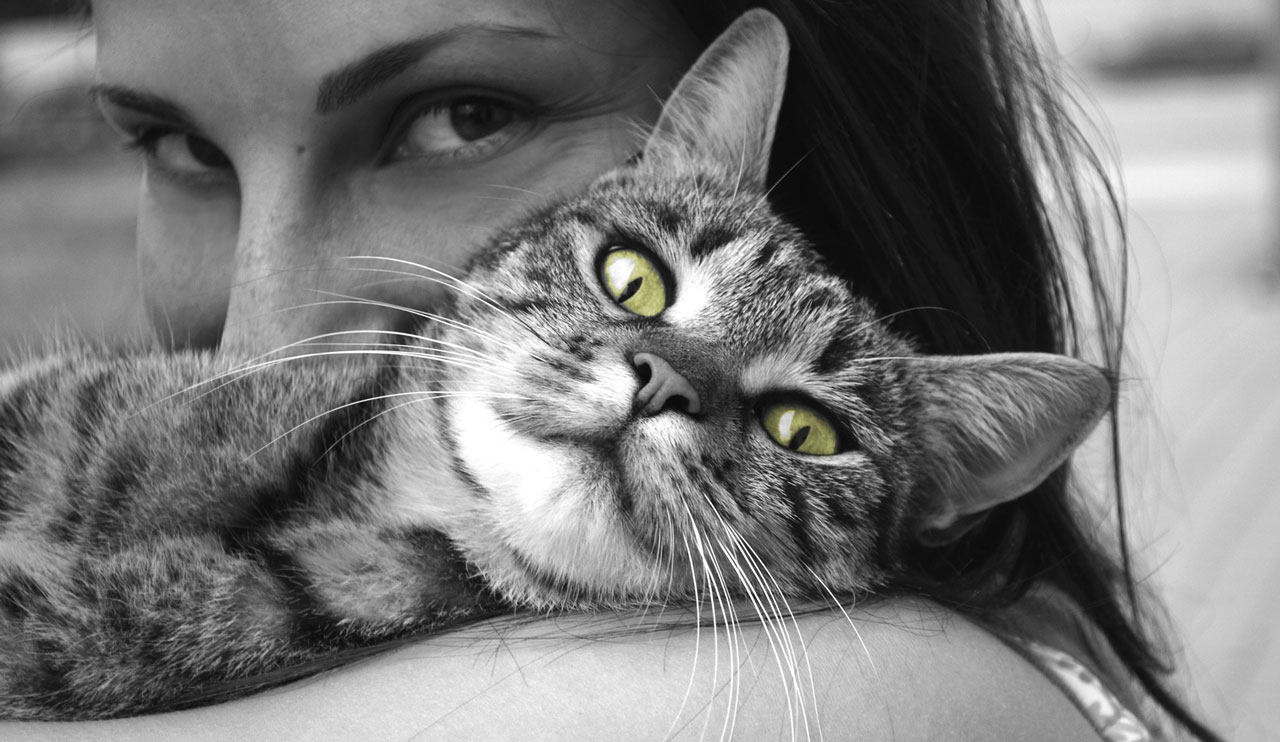 What cats really mean to us