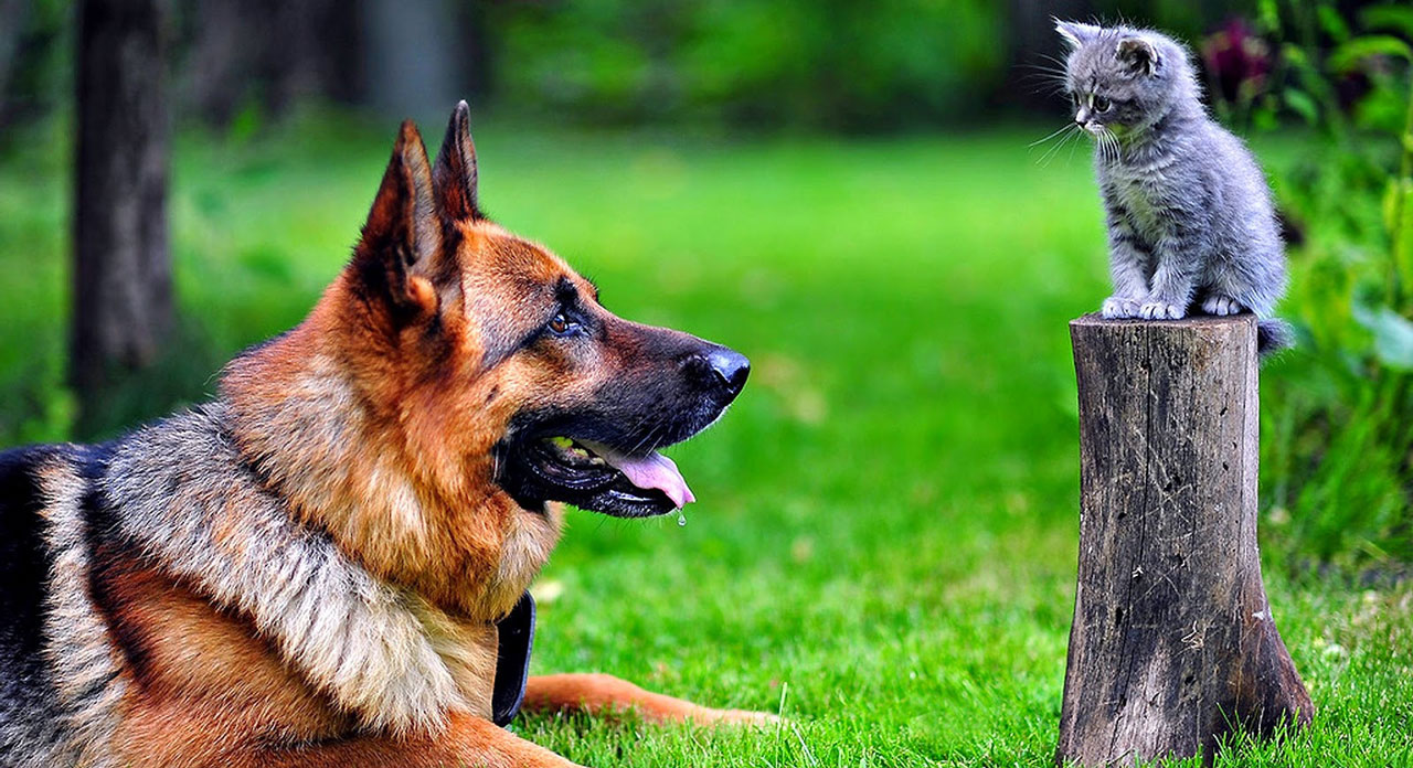 cats and dogs 