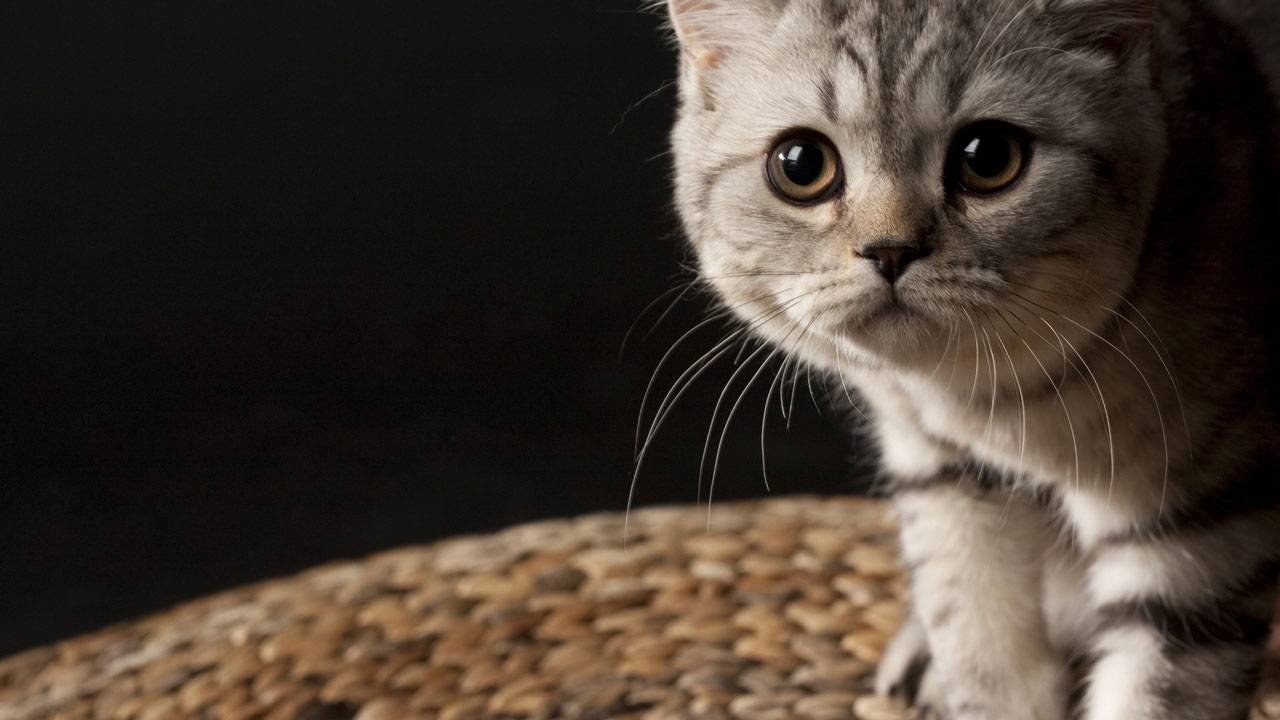 Ways your cat speaks to you