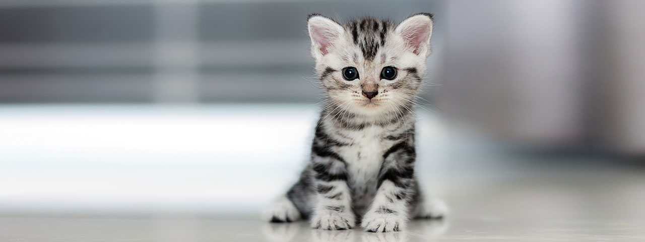 Things to consider before you get a Cat