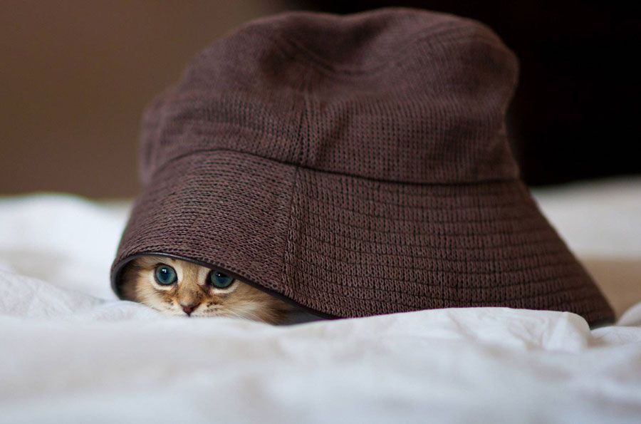 5 Ways to keep your cat calm during Fireworks season