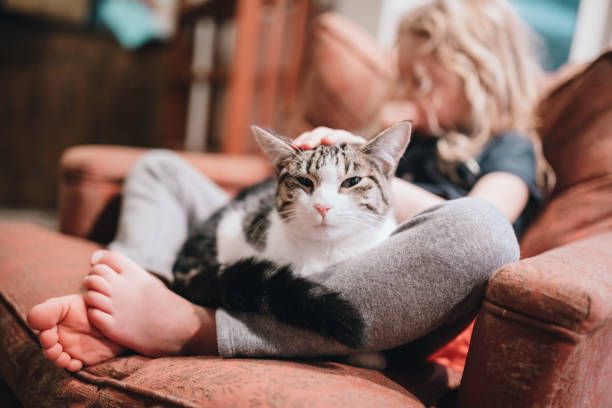 If possible, stay home with your cat