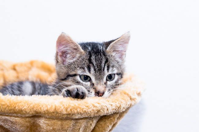 Create a safe space for your cat