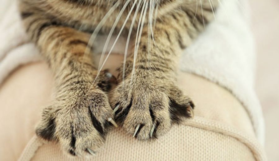 Declawing, all you need to know