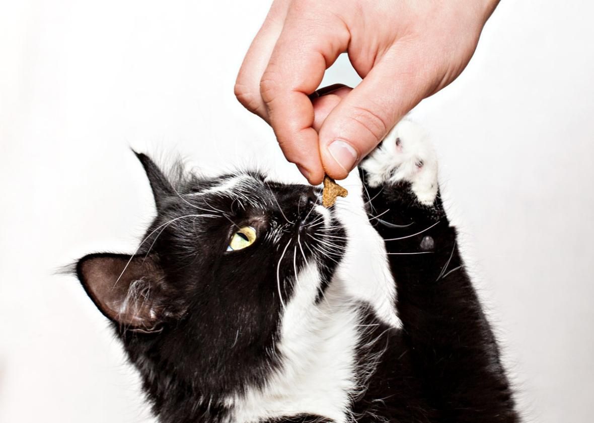 Distract your cat with food and toys