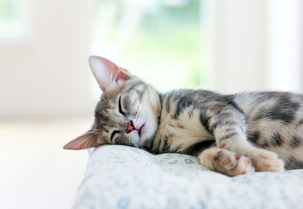 Keep your cat inside