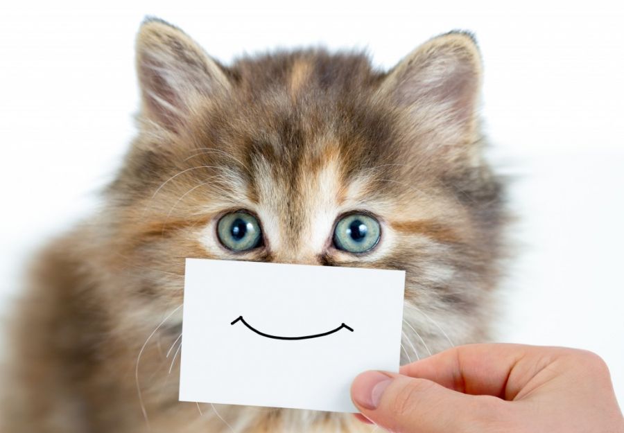 Safe and Easy at home care for your Cats