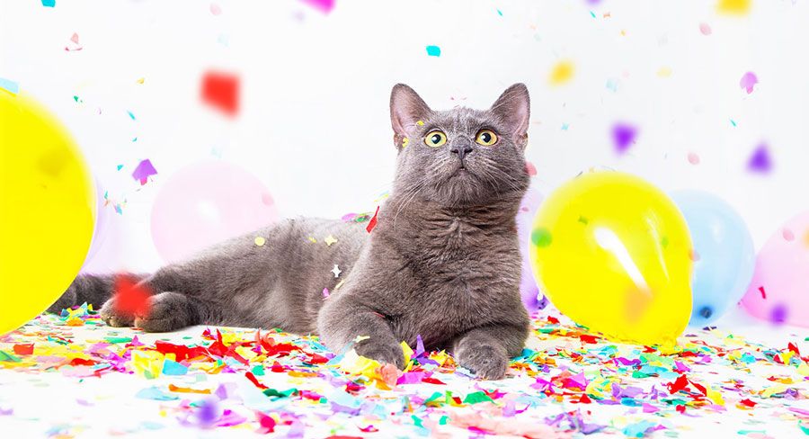 What is the human equivalent age of your cat?