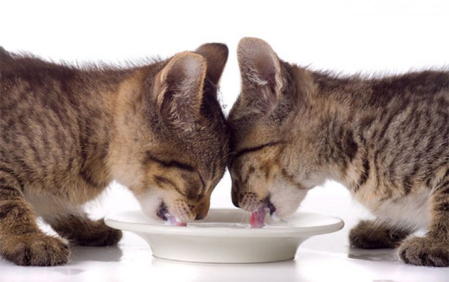 My top 5 myths about cats