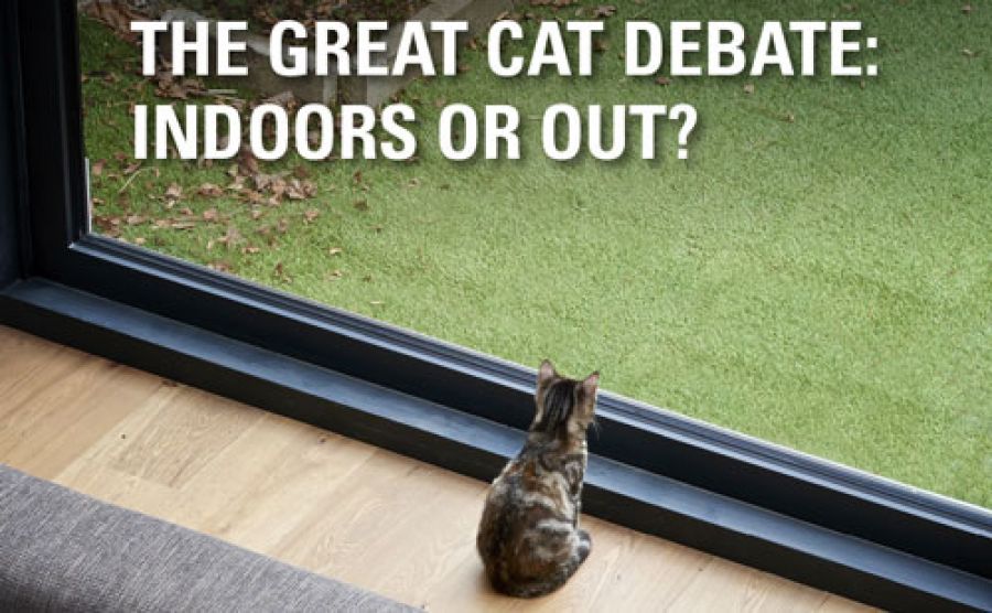 Indoor vs Outdoor – which is best for your cats?
