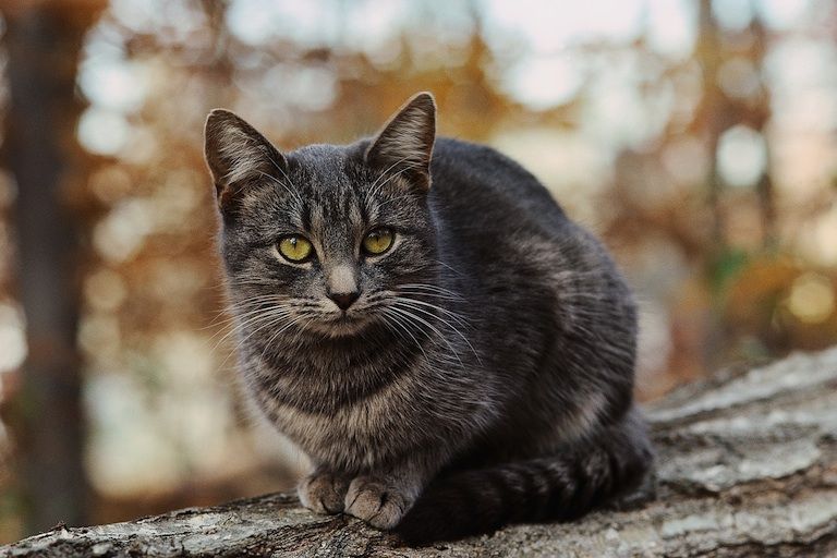 outdoor cat